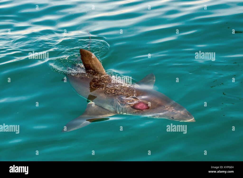 Perché scegliere un tatuaggio di squalo rosa e cosa simboleggia