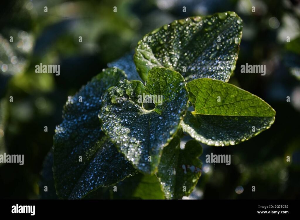 Qual è l’umidità ideale per una cantina di vino