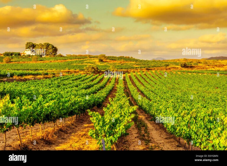 Quali sono le caratteristiche e la storia della Duca di Salaparuta S.p.A 39 un vigneto con uve mature al tramonto