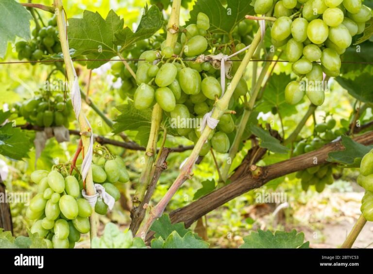 Chi è il Vinaio di Furio e quali sono i suoi segreti nel vino 26 un vigneto soleggiato con grappoli duva