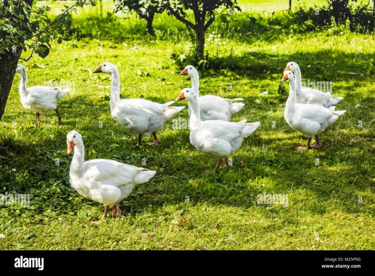 unoca bianca in un prato fiorito