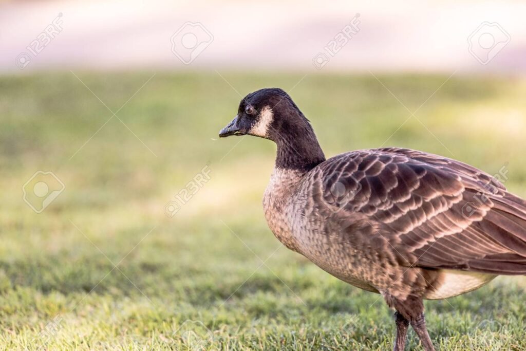 unoca in un campo verde