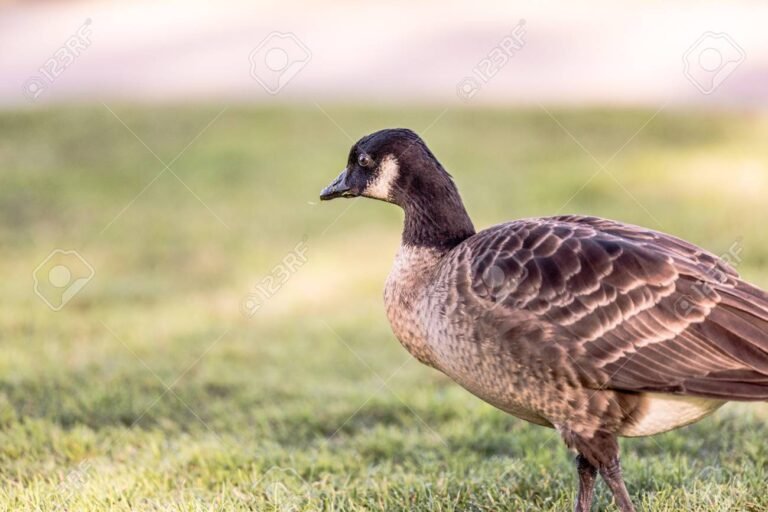 unoca in un campo verde