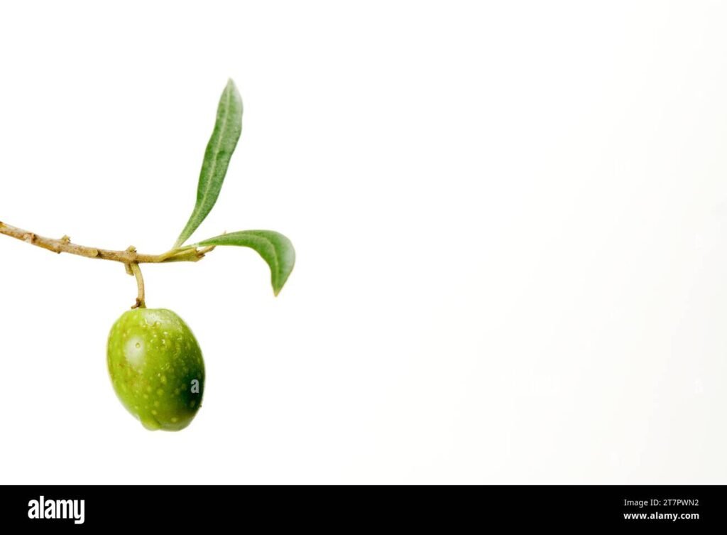 Qual è il miglior olio d'oliva italiano da scegliere per la tua cucina 7 Qual è il miglior olio d’oliva italiano da scegliere per la tua cucina