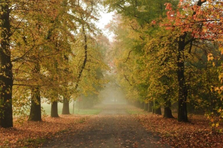viali alberati di mantova in autunno