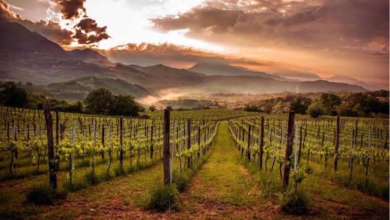 vigna con grappoli duva al tramonto