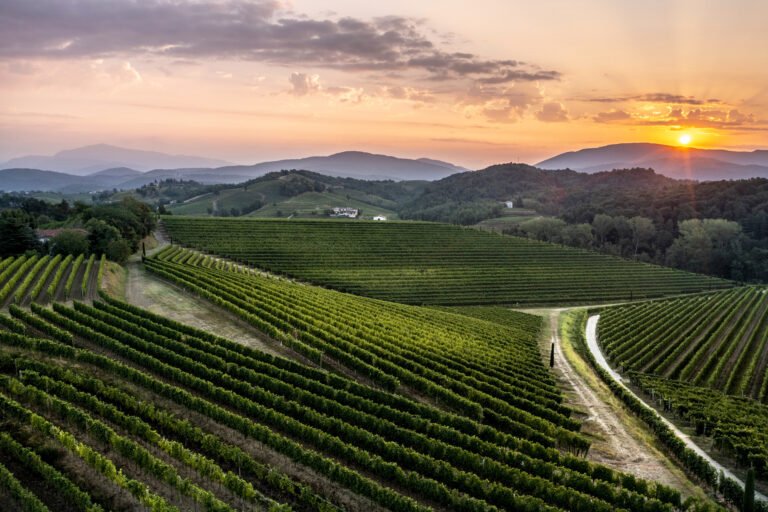 vigna di ribolla gialla al tramonto
