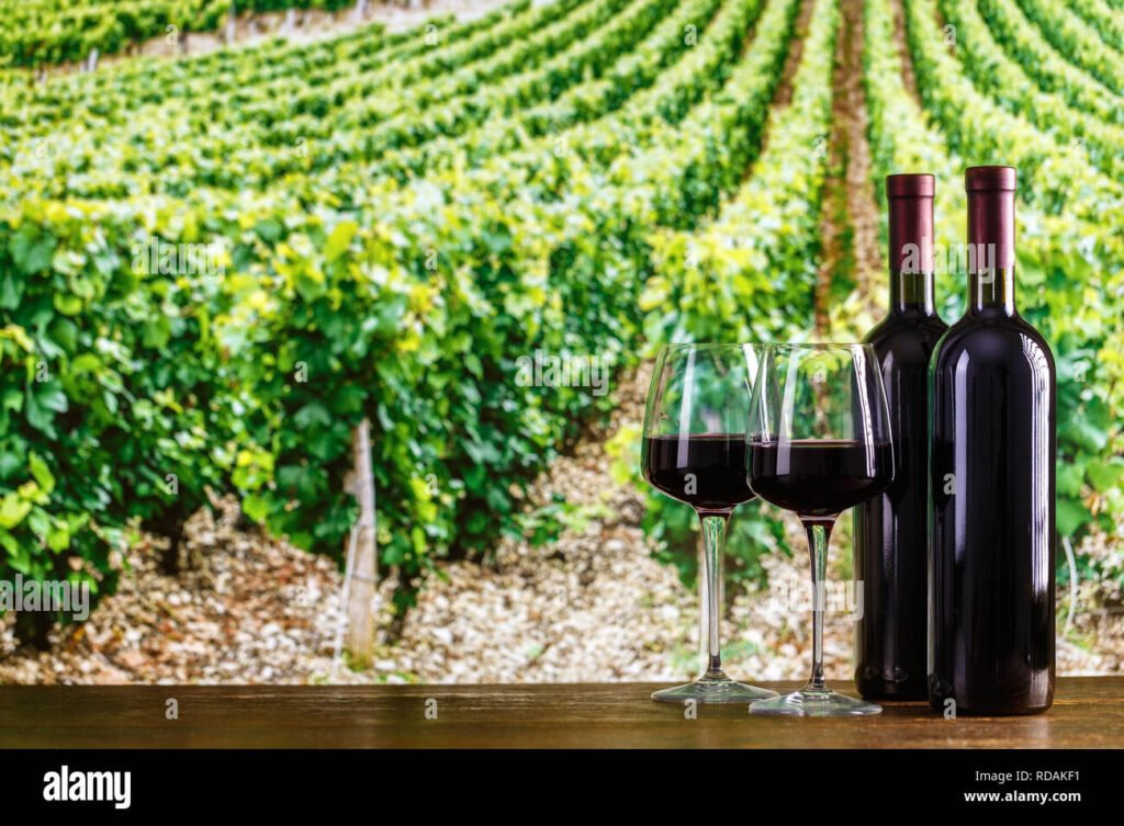 vigna rigogliosa con bicchieri di vino