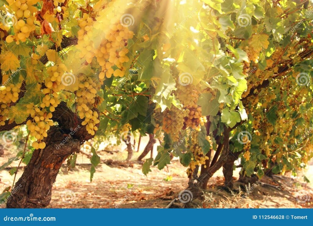 Cosa rende unica la Cantina Ciu Ciu e quali vini offre 5 Cosa rende unica la Cantina Ciu Ciu e quali vini offre