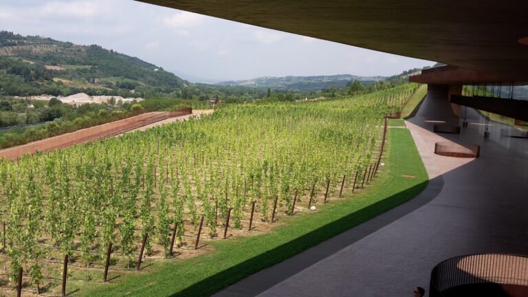 vigne lussureggianti in una cantina toscana