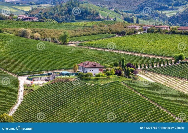 vigne verdi con una cantina storica