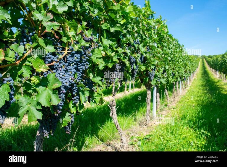 vigneti soleggiati con grappoli duva