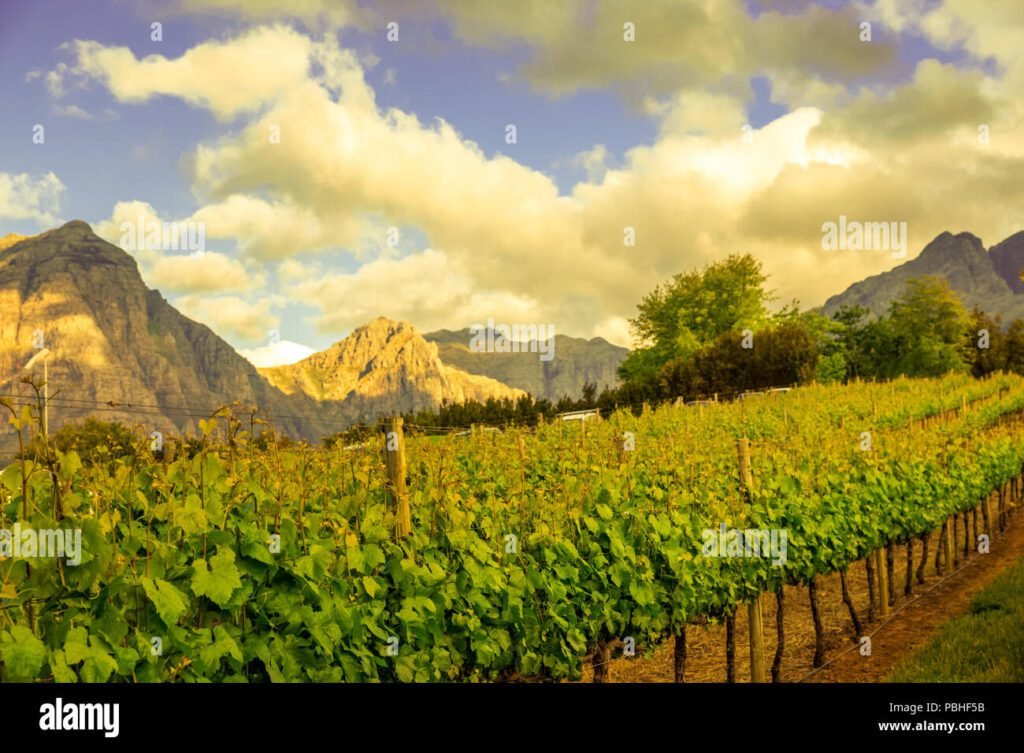 Quali Sono I Migliori Produttori Di Vino Nella Cantina Di Bolzano