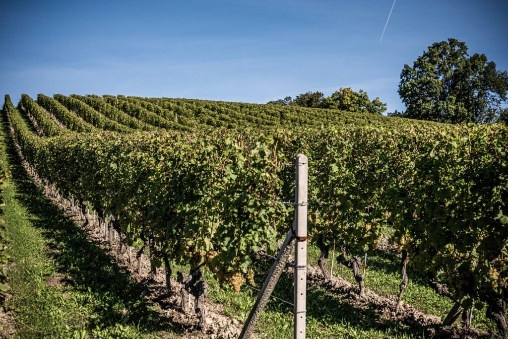Cosa Sono i Vini Biodinamici e Qual È il Loro Significato 3 Cosa Sono i Vini Biodinamici e Qual È il Loro Significato