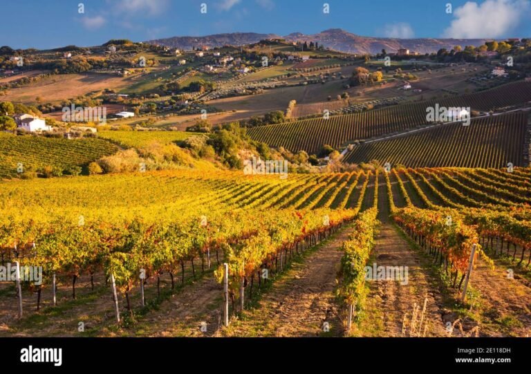 vista panoramica dei vigneti della cantina