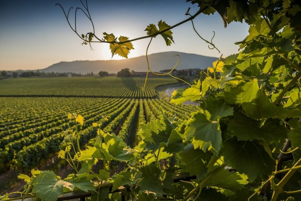 Cosa rende unica la Vigna Dorata nel panorama del Franciacorta