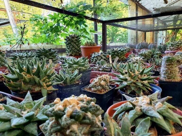 vivai con piante lungo la appia antica