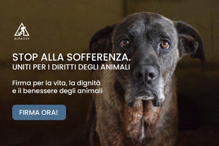 Come posso partecipare a progetti di volontariato per animali in Africa 24 volontari che si prendono cura di animali